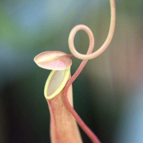 Nepenthes